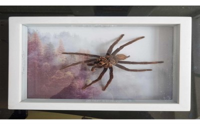 Awetan Taxidermy/ Bingkai Tarantula Xenesthis Sp Blue